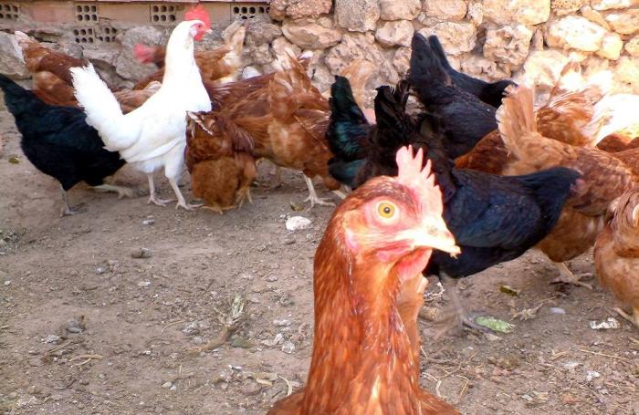 avian influenza roundup