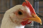 avian influenza Iowa