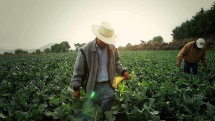 News / BR / Mexico / Nuevas normas / Agricultura