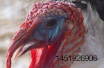 Avian flu updates