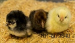 Iowa-state-poultry-genetics