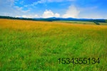 meadow-germany.jpg