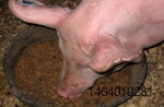 pig-eating.jpg