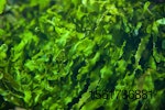 seaweed water