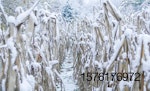 snow-covered-corn
