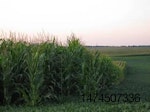 Corn-soybean-crop-1406USAbrusnahan.jpg