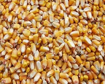 corn-ethanol-1408USAcrops.jpg