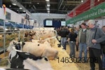 cattle-production-1410FIeurotier1.jpg