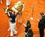 cattle-show-1307FMworlddairyexpo