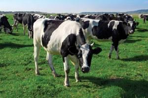 Herd of dairy cows grazing in field