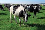 Herd of dairy cows grazing in field