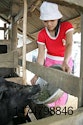 1201FIbenefiq1.jpg vietnam-pig-farm