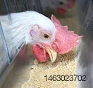 Broiler-chicken-feeding-1205FIpellet5.jpg