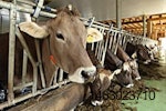 Cows-methane-production-1209FIsustainability1.jpg