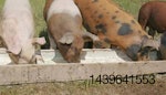 Three-pigs-eating-1205FMissuesinswinenutrition1.jpg