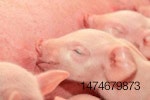 piglets-suckling-1207FMantioxidants1