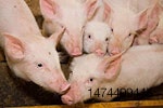 Pigs-nutritional-research-1305FIglobalpigfeed3.jpg