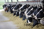 cattle-eating-1207FMmycotoxinsdairyfeed1