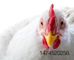 ingredient-costs-influence-broiler-feed-formulation-1311FMIngredients