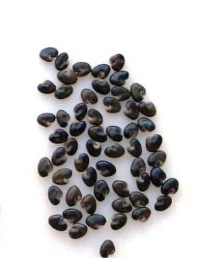 Crotalaria-rattlebox-seeds-1205FMguidetotoxicweedseeds1.jpg