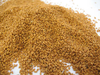 Camelina-seeds-1303PIGcamelinaoil.png