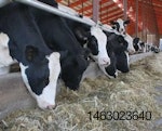 Cow-feed-alley-1411FMRuminants4