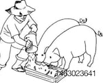 Feeding-pigs-1311PIGliquidfeeding1