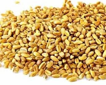 Barley pearled