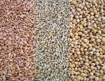 wheat-barley-soyabean-1505PIGfeedcosts