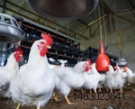 Micronutrients-poultry-feed-1507FMBacktoBasics.jpg