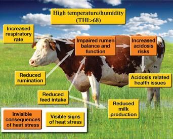Effects-of-heat-stress-dairy-cows-1406FIRuminants.jpg
