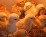 chicks-post-hatch-1411EGGfeed