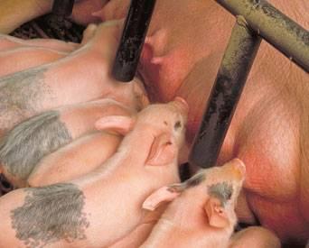 sow-health-impacts-piglet-growth-1401FMNutrition2.jpg