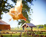 Flying-happy-hen-1302EIhappyegg