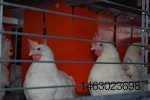 hens-enriched-cages-1209EIcongress