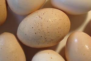 Spotted_eggs
