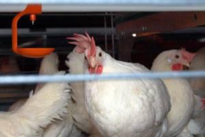 hens-enriched-cages-1206EIbill.jpg