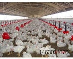modern-poultry-farm-1504PImoroccanpoultry1.jpg