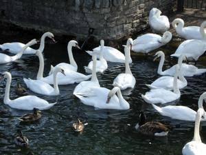 Flock of mute swans