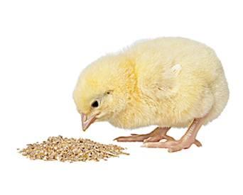 chick-eating-1311PIsustainablepoultry1.jpg