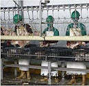 Hanging-area-1209PIpoultryprocessing1.jpg