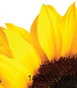 0709PISunflowers1