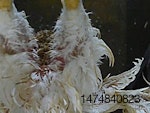 Feces-vent-feathers-1306PIpoultryprocessing1.jpg