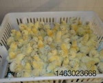chicks-1408PIgelvaccination.jpg