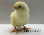 chick-1506PIincubation1.jpg