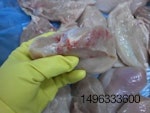 Yellow glove holding chicken breast containing hemorrhages