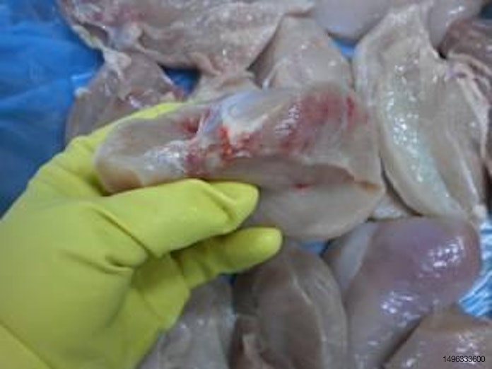 Poultry processing condemnations: A guide to identification and causes |  WATTPoultry