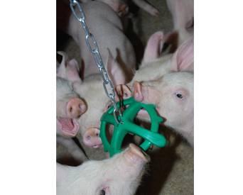 pig-playing-toy-1411PIGtoys