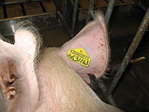 pig traceability system 1105PIGnorthamerica2.jpg