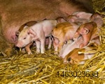 newborn-piglets-1407PIGsows.jpg